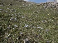 Scilla verna 4, Saxifraga-Willem van Kruijsbergen