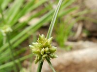 Scirpus supinus 2, Saxifraga-Rutger Barendse