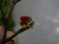 Scrophularia lucida 2, Saxifraga-Peter Meininger