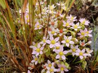 Sedum maireanum 5, Saxifraga-Ed Stikvoort
