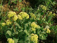 Sedum maximum 3, Saxifraga-Hans Grotenhuis