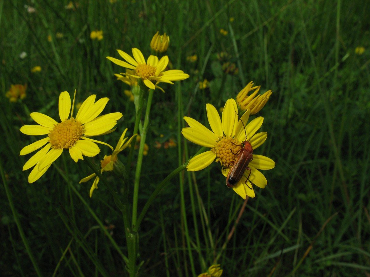 Water Ragwort Senecio aquaticus, Marsh Ragwort