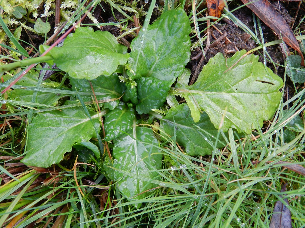Senecio aquaticus, Marsh Ragwort