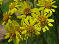 Senecio brachychaetus 2, Saxifraga-Hans Grotenhuis
