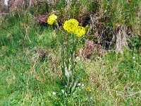 Senecio brachychaetus 3, Saxifraga-Hans Grotenhuis