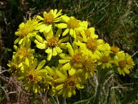 Senecio brachychaetus 4, Saxifraga-Hans Grotenhuis