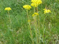 Senecio brachychaetus 5, Saxifraga-Hans Grotenhuis
