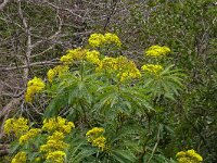Senecio hierrense 10, Saxifraga-Hans Grotenhuis