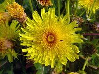 Senecio hierrense 2, Saxifraga-Hans Grotenhuis