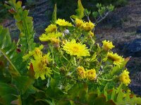 Senecio hierrense 3, Saxifraga-Hans Grotenhuis