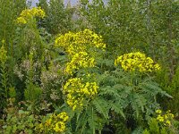 Senecio hierrense 5, Saxifraga-Hans Grotenhuis
