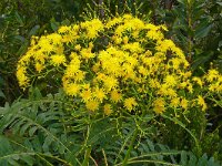 Senecio hierrense 6, Saxifraga-Hans Grotenhuis