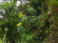 Senecio hierrense 7, Saxifraga-Hans Grotenhuis