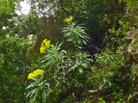 Senecio hierrense 8, Saxifraga-Hans Grotenhuis