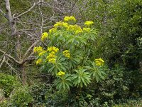 Senecio hierrense 9, Saxifraga-Hans Grotenhuis