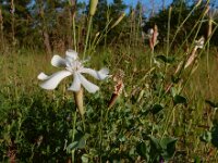 Silene chlorifolia 4, Saxifraga-Ed Stikvoort