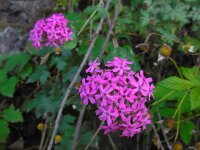 Silene compacta 2, Saxifraga-Ed Stikvoort