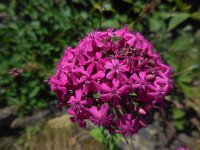 Silene compacta 3, Saxifraga-Ed Stikvoort