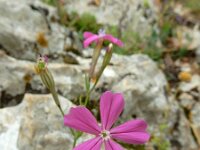 Silene ungeri 3, Saxifraga-Ed Stikvoort : Melissani grot Drakopoulata - Sami Kefalonia s9900