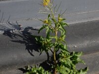 Sisymbrium irio 10, Brede raket, Saxifraga-Ed Stikvoort