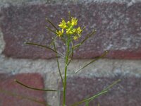 Sisymbrium irio 11, Brede raket, Saxifraga-Ed Stikvoort