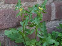 Sisymbrium irio 12, Brede raket, Saxifraga-Ed Stikvoort