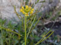 Sisymbrium irio 13, Brede raket, Saxifraga-Ed Stikvoort