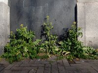 Sisymbrium irio 14, Brede raket, Saxifraga-Ed Stikvoort