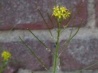Sisymbrium irio 15, Brede raket, Saxifraga-Ed Stikvoort