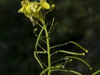 Sisymbrium irio 2, Brede raket, Saxifraga-Willem van Kruijsbergen