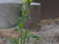 Sisymbrium irio 5, Brede raket, Saxifraga-Rutger Barendse