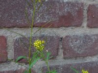 Sisymbrium irio 6, Brede raket, Saxifraga-Ed Stikvoort