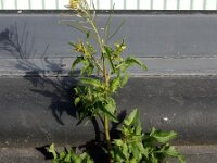 Sisymbrium irio 7, Brede raket, Saxifraga-Ed Stikvoort