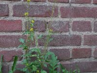 Sisymbrium irio 8, Brede raket, Saxifraga-Ed Stikvoort