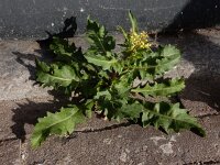 Sisymbrium irio 9, Brede raket, Saxifraga-Ed Stikvoort