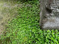 Soleirolia soleirolii 10, Slaapkamergeluk, Saxifraga-Rutger Barendse