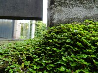 Soleirolia soleirolii 11, Slaapkamergeluk, Saxifraga-Rutger Barendse