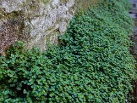 Soleirolia soleirolii 12, Slaapkamergeluk, Saxifraga-Ed Stikvoort