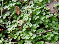 Soleirolia soleirolii 3, Slaapkamergeluk, Saxifraga-Rutger Barendse