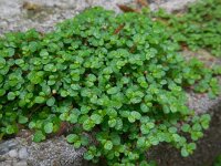 Soleirolia soleirolii 4, Slaapkamergeluk, Saxifraga-Ed Stikvoort