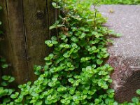 Soleirolia soleirolii 5, Slaapkamergeluk, Saxifraga-Ed Stikvoort