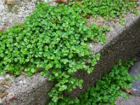 Soleirolia soleirolii 6, Slaapkamergeluk, Saxifraga-Ed Stikvoort