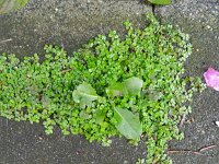 Soleirolia soleirolii 7, Slaapkamergeluk, Saxifraga-Rutger Barendse