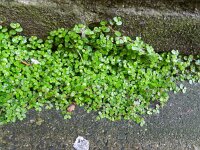 Soleirolia soleirolii 9, Slaapkamergeluk, Saxifraga-Rutger Barendse