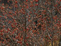 Sorbus mougeotii 4, Saxifraga-Jan van der Straaten