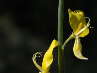 Spartium junceum 10, Spaanse brem, Saxifraga-Willem van Kruijsbergen