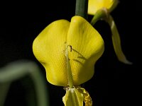 Spartium junceum 11, Spaanse brem, Saxifraga-Willem van Kruijsbergen