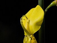 Spartium junceum 12, Spaanse brem, Saxifraga-Willem van Kruijsbergen