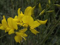 Spartium junceum 15, Spaanse brem, Saxifraga-Willem van Kruijsbergen