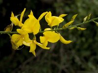 Spartium junceum 17, Spaanse brem, Saxifraga-Jan van der Straaten